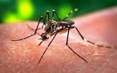 zika virua20160205113004_l